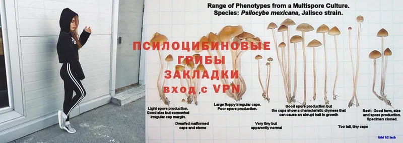 мега ссылка  как найти закладки  Подпорожье  Псилоцибиновые грибы прущие грибы 